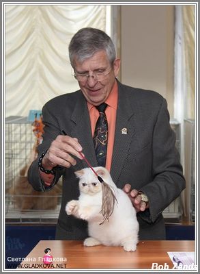 Maskado's Tea Party - 2nd  Best Kitten